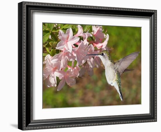 The Flower Dance VI-Leda Robertson-Framed Art Print