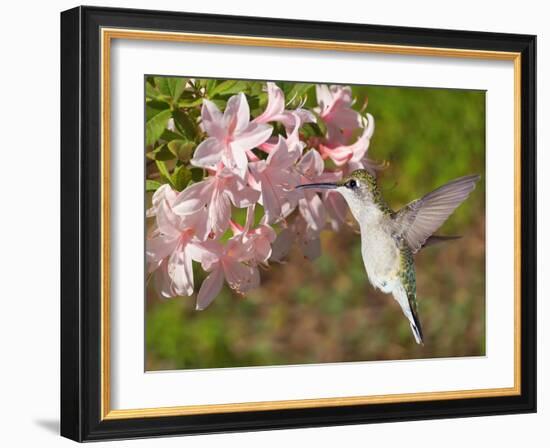 The Flower Dance VI-Leda Robertson-Framed Art Print