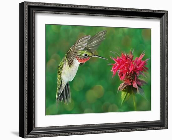 The Flower Dance XII-Leda Robertson-Framed Art Print