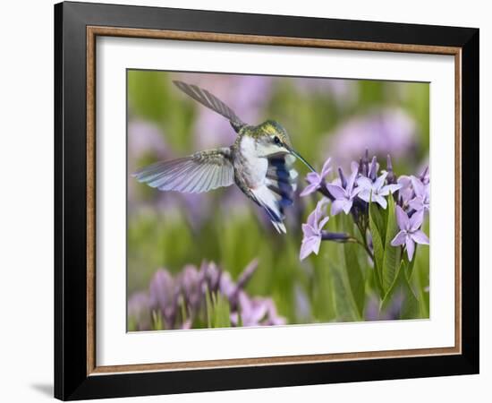 The Flower Dance XIII-Leda Robertson-Framed Art Print