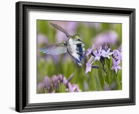 The Flower Dance XIII-Leda Robertson-Framed Art Print