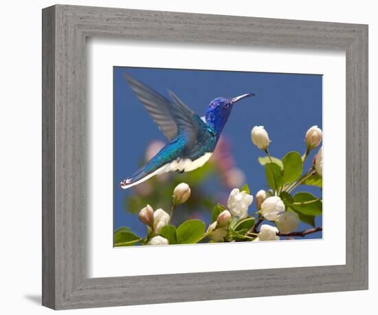 The Flower Dance XIV-Leda Robertson-Framed Art Print