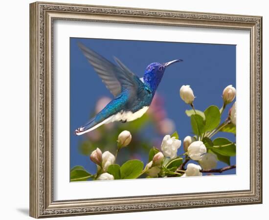 The Flower Dance XIV-Leda Robertson-Framed Art Print