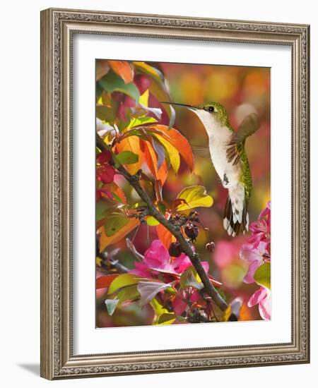 The Flower Dance XVII-Leda Robertson-Framed Art Print