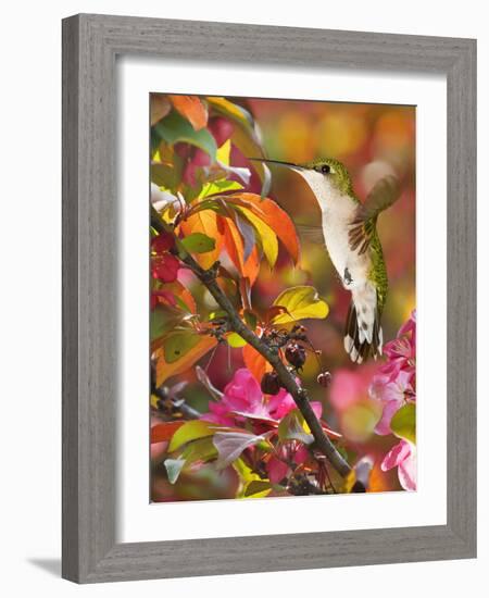 The Flower Dance XVII-Leda Robertson-Framed Art Print