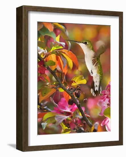 The Flower Dance XVII-Leda Robertson-Framed Art Print