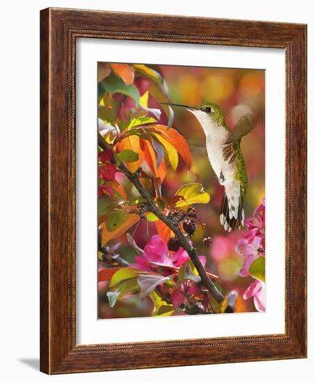 The Flower Dance XVII-Leda Robertson-Framed Art Print