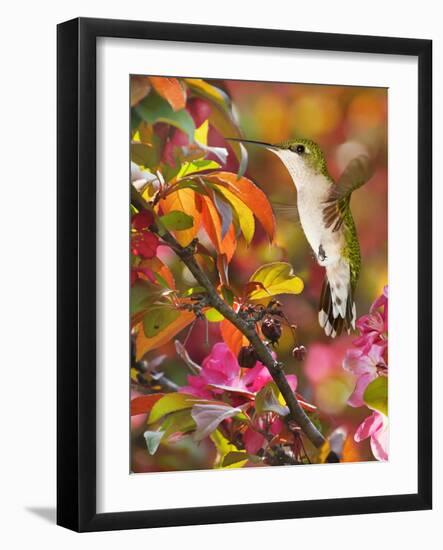 The Flower Dance XVII-Leda Robertson-Framed Art Print