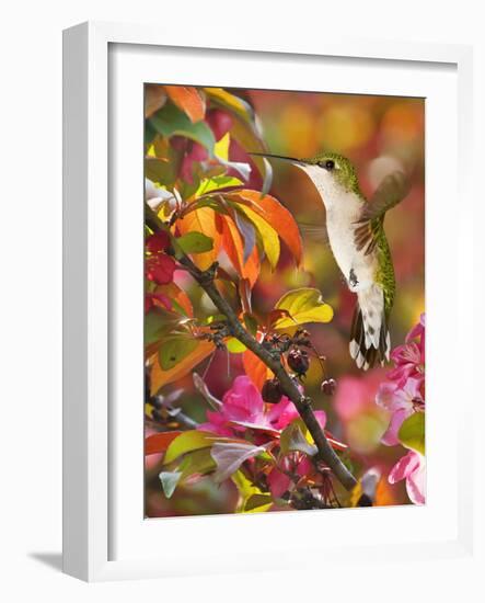 The Flower Dance XVII-Leda Robertson-Framed Art Print