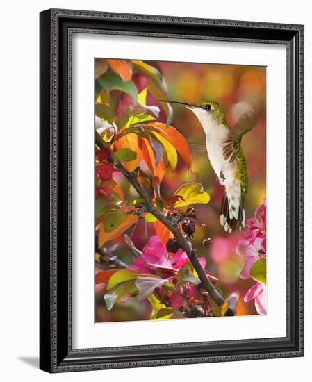 The Flower Dance XVII-Leda Robertson-Framed Art Print