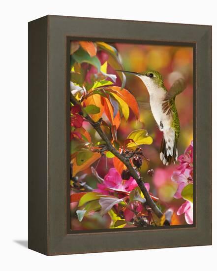 The Flower Dance XVII-Leda Robertson-Framed Stretched Canvas