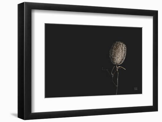 The Flower-Nathan Larson-Framed Photographic Print