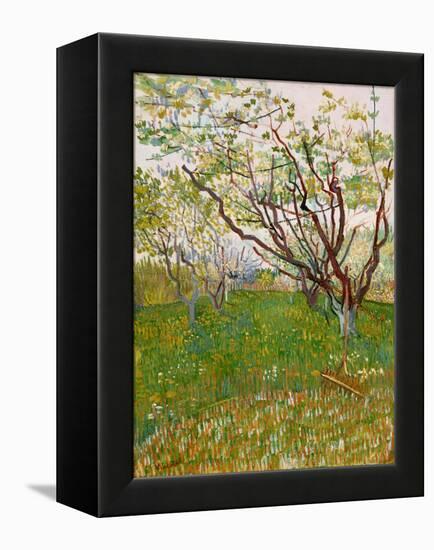 The Flowering Orchard, 1888-Vincent van Gogh-Framed Premier Image Canvas