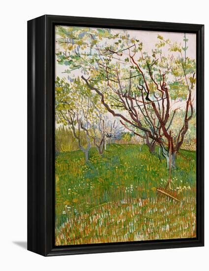 The Flowering Orchard, 1888-Vincent van Gogh-Framed Premier Image Canvas