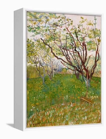 The Flowering Orchard, 1888-Vincent van Gogh-Framed Premier Image Canvas