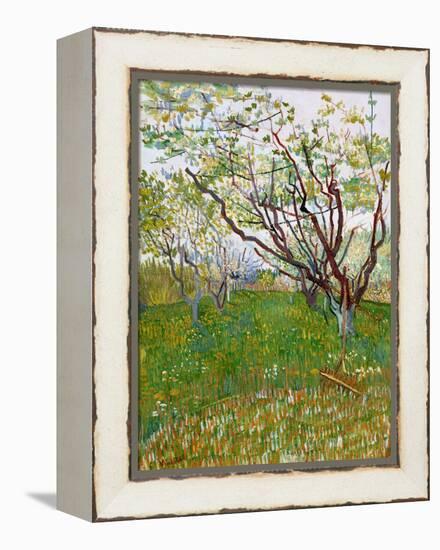 The Flowering Orchard-Vincent van Gogh-Framed Premier Image Canvas