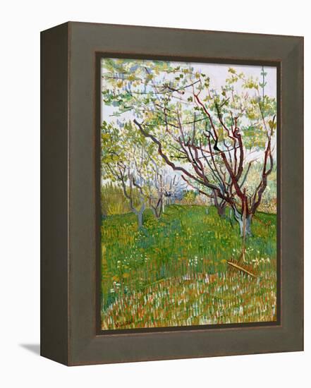 The Flowering Orchard-Vincent van Gogh-Framed Premier Image Canvas