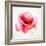 The Flowering Red Poppy-artant-Framed Art Print