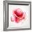 The Flowering Red Poppy-artant-Framed Premium Giclee Print