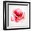 The Flowering Red Poppy-artant-Framed Art Print