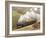 The Flying Scotsman steam locomotive arriving at Goathland station on the North Yorkshire Moors Rai-John Potter-Framed Photographic Print