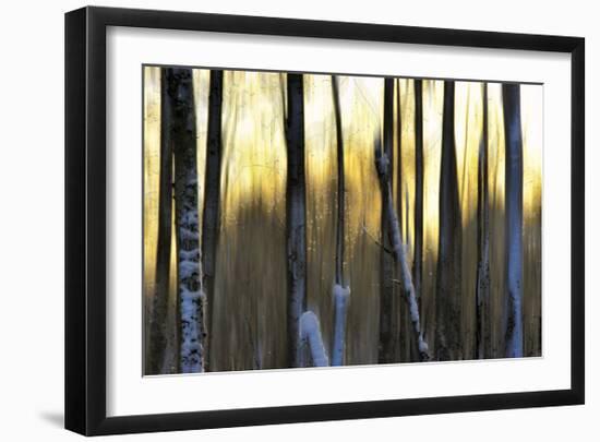 The Forest at Dawn-Marvin Pelkey-Framed Giclee Print