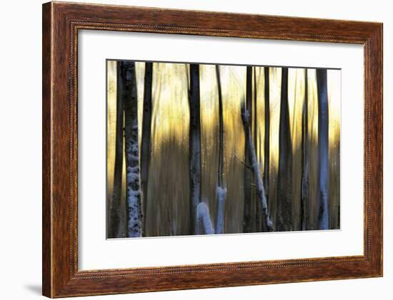 The Forest at Dawn-Marvin Pelkey-Framed Giclee Print