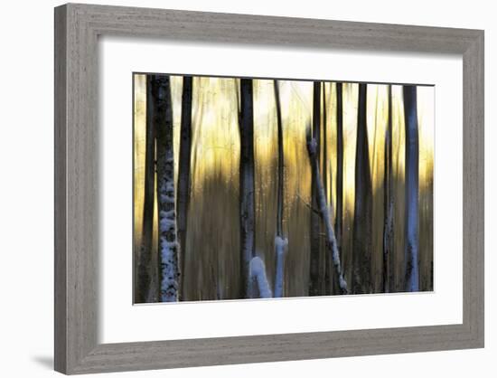 The Forest at Dawn-Marvin Pelkey-Framed Giclee Print