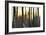 The Forest at Dawn-Marvin Pelkey-Framed Giclee Print