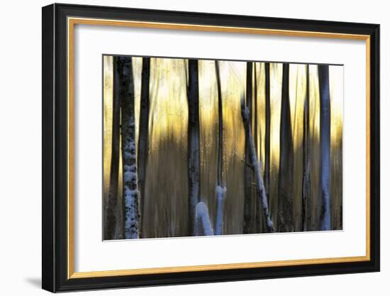 The Forest at Dawn-Marvin Pelkey-Framed Giclee Print