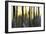 The Forest at Dawn-Marvin Pelkey-Framed Giclee Print