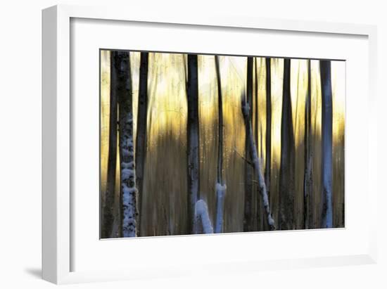 The Forest at Dawn-Marvin Pelkey-Framed Giclee Print