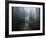 The Forest of Secrets-Christian Lindsten-Framed Photographic Print