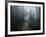 The Forest of Secrets-Christian Lindsten-Framed Photographic Print