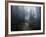 The Forest of Secrets-Christian Lindsten-Framed Photographic Print