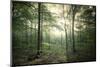 The Forest-Philippe Manguin-Mounted Photographic Print
