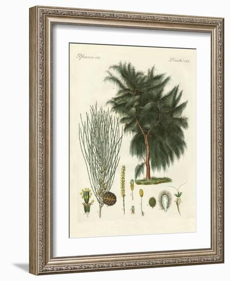 The Four-Flapped Casuarina-null-Framed Giclee Print