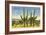 The Four Horsemen, Saguaro Cacti-null-Framed Premium Giclee Print