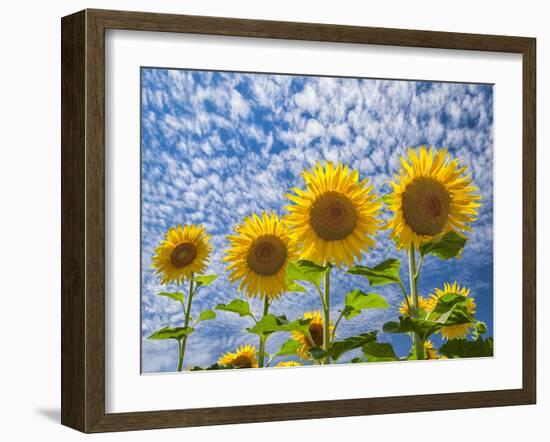 The Four Sisters-Michael Blanchette Photography-Framed Photographic Print