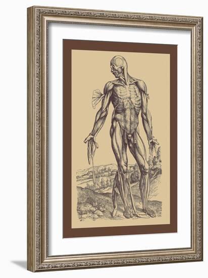 The Fourth Plate of the Muscles-Andreas Vesalius-Framed Art Print