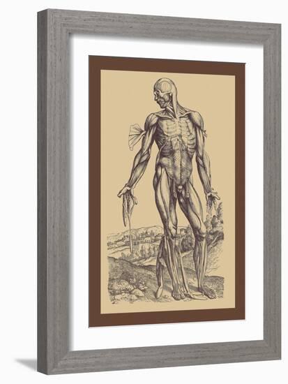 The Fourth Plate of the Muscles-Andreas Vesalius-Framed Art Print