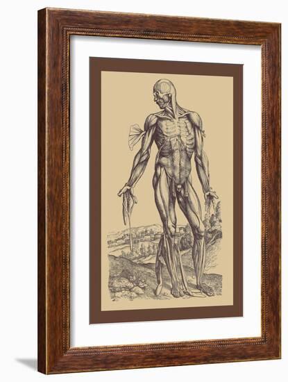 The Fourth Plate of the Muscles-Andreas Vesalius-Framed Art Print