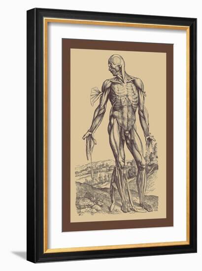 The Fourth Plate of the Muscles-Andreas Vesalius-Framed Art Print