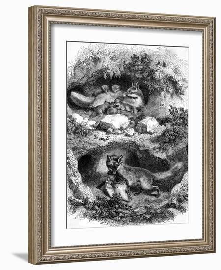 The Fox Burrow, Vintage Engraved Illustration. Magasin Pittoresque 1867.-Morphart-Framed Photographic Print