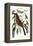 The Fox Coloured Thrush, 1749-73-Mark Catesby-Framed Premier Image Canvas