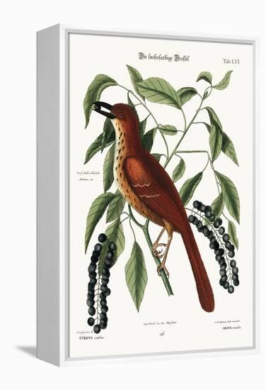 The Fox Coloured Thrush, 1749-73-Mark Catesby-Framed Premier Image Canvas