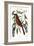 The Fox Coloured Thrush, 1749-73-Mark Catesby-Framed Giclee Print