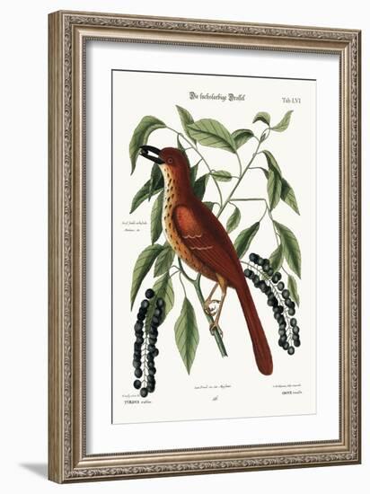 The Fox Coloured Thrush, 1749-73-Mark Catesby-Framed Giclee Print