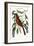 The Fox Coloured Thrush, 1749-73-Mark Catesby-Framed Giclee Print