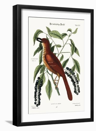 The Fox Coloured Thrush, 1749-73-Mark Catesby-Framed Giclee Print